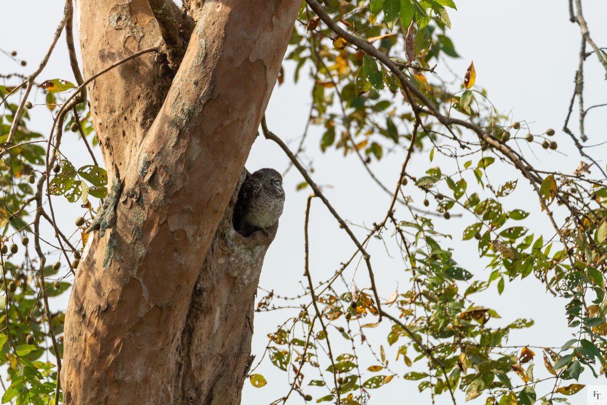 Brahmakauz - ML646228633