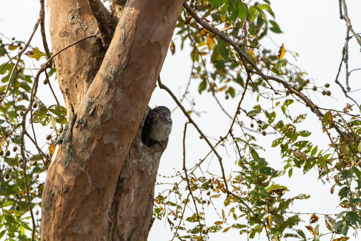 Brahmakauz - ML646228634