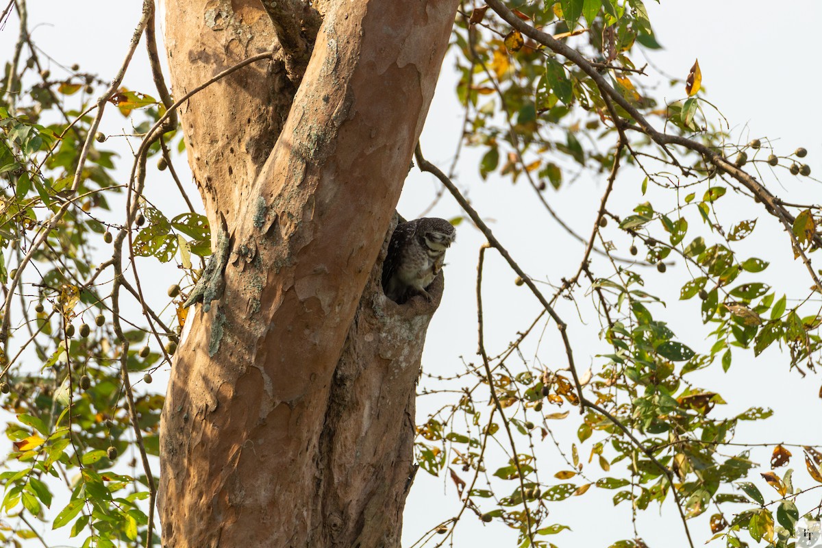 Brahmakauz - ML646228636