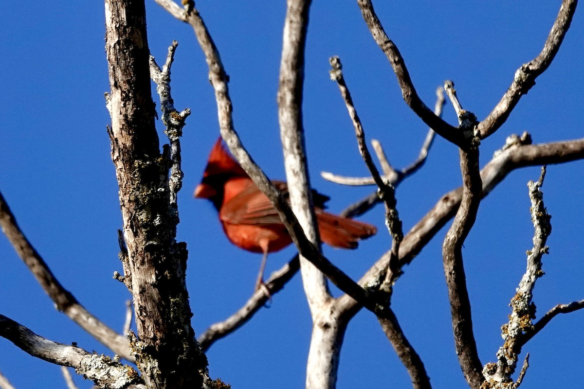 Northern Cardinal - ML646228642