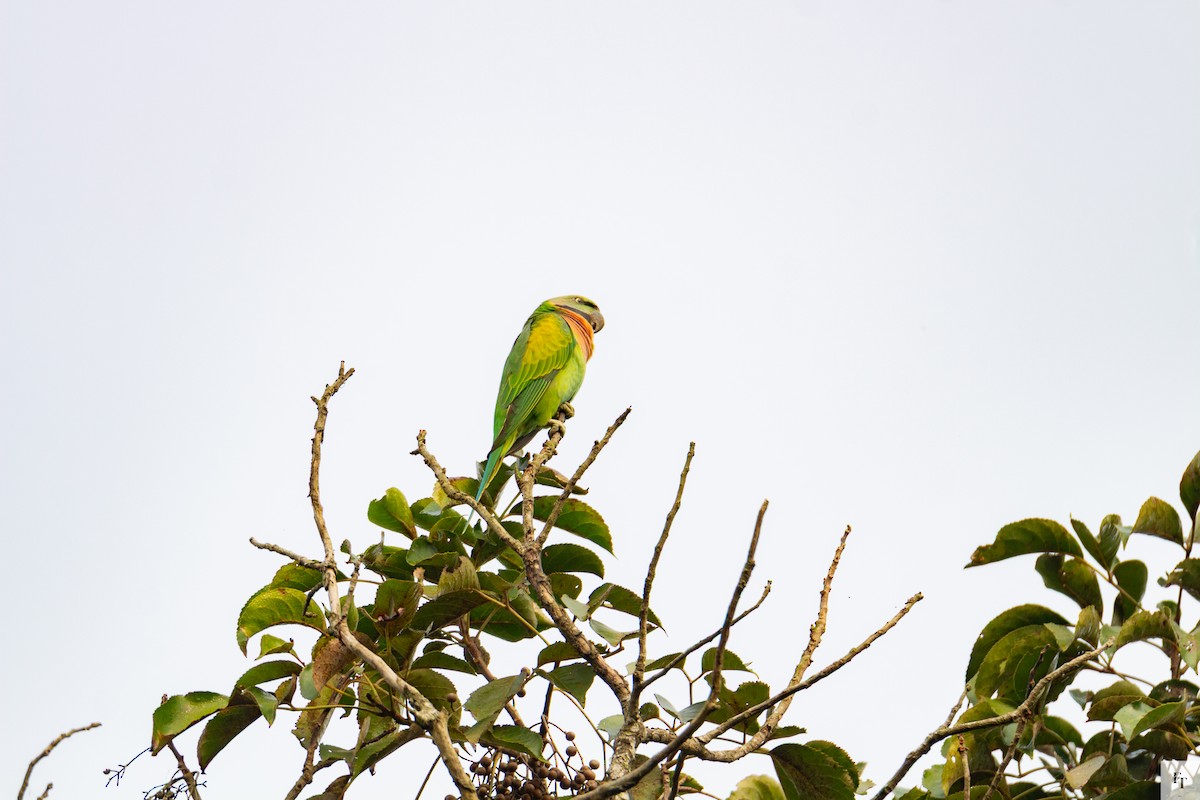 Red-breasted Parakeet - ML646228649