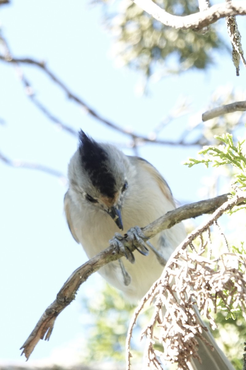 Black-crested Titmouse - ML646228664