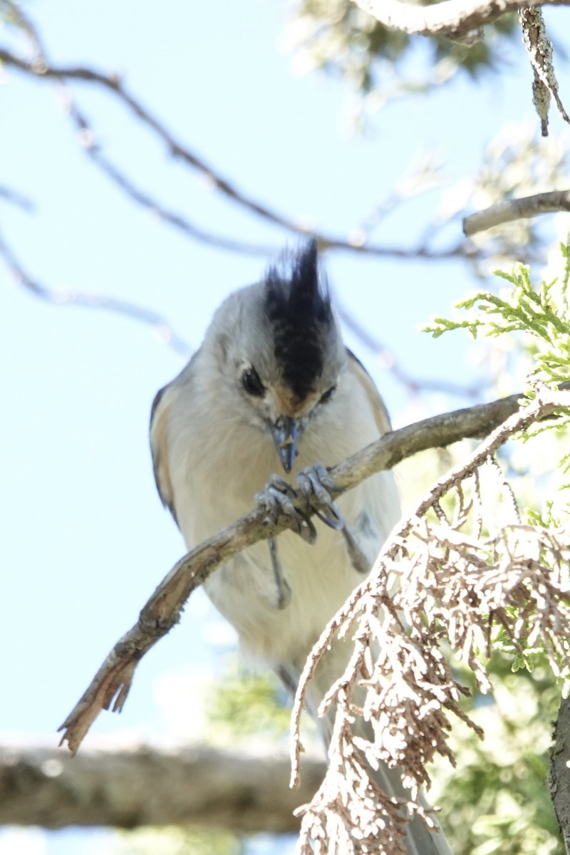 Black-crested Titmouse - ML646228665