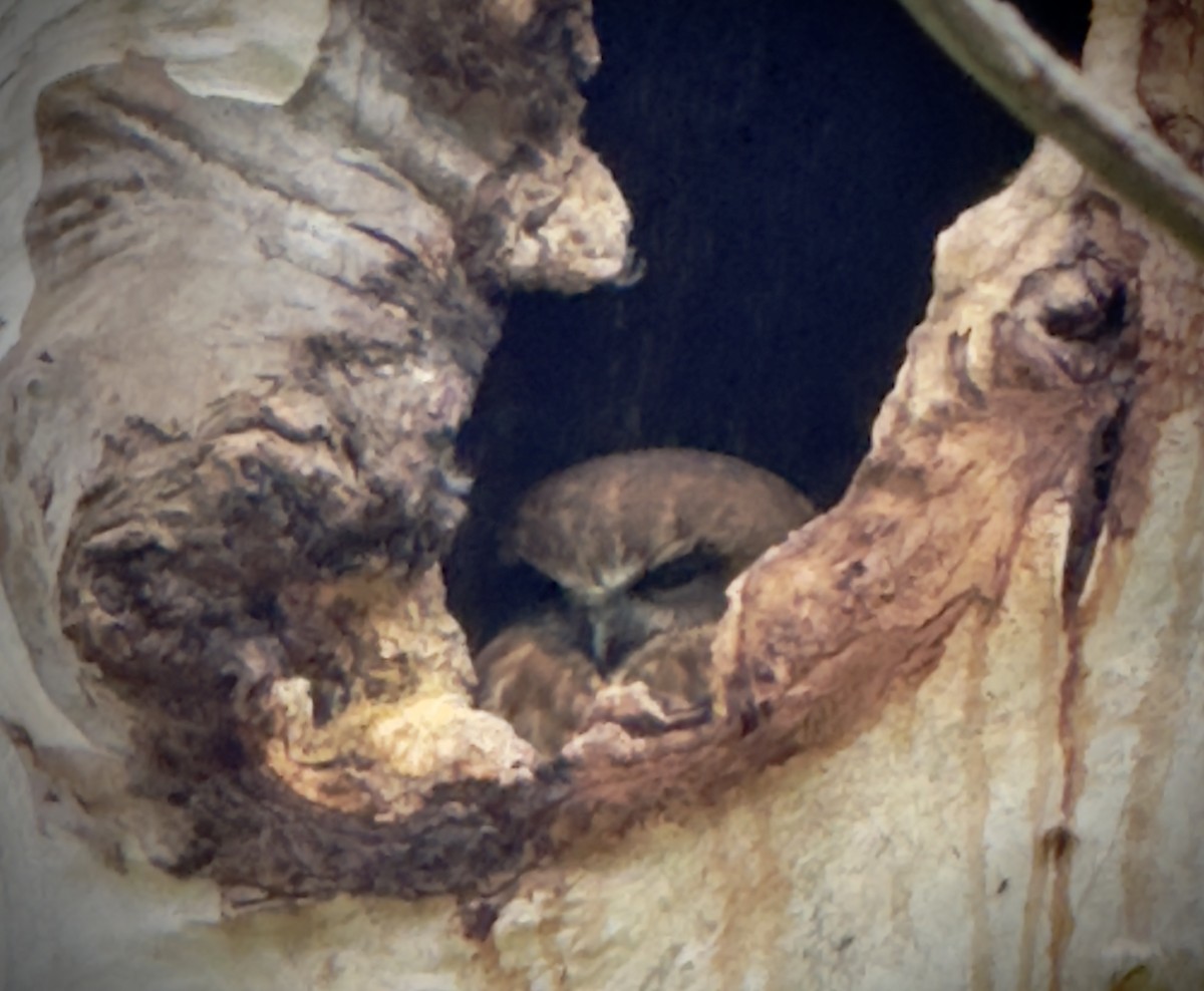 Australian Boobook - ML646228671