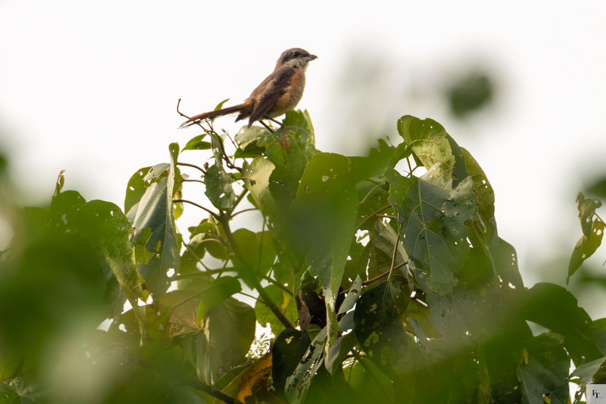 Gray-backed Shrike - ML646228672