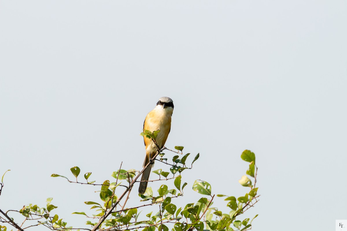 Gray-backed Shrike - ML646228676