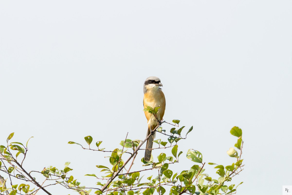 Gray-backed Shrike - ML646228677