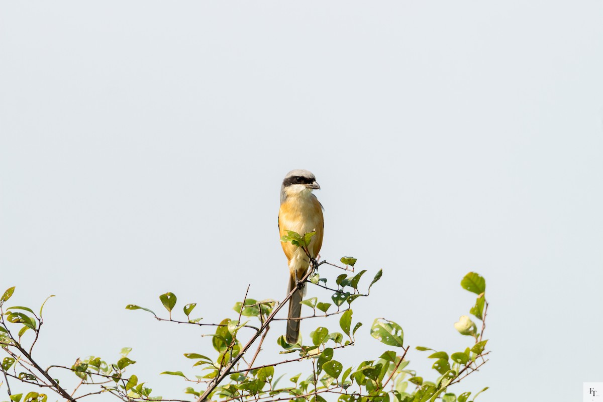 Gray-backed Shrike - ML646228678