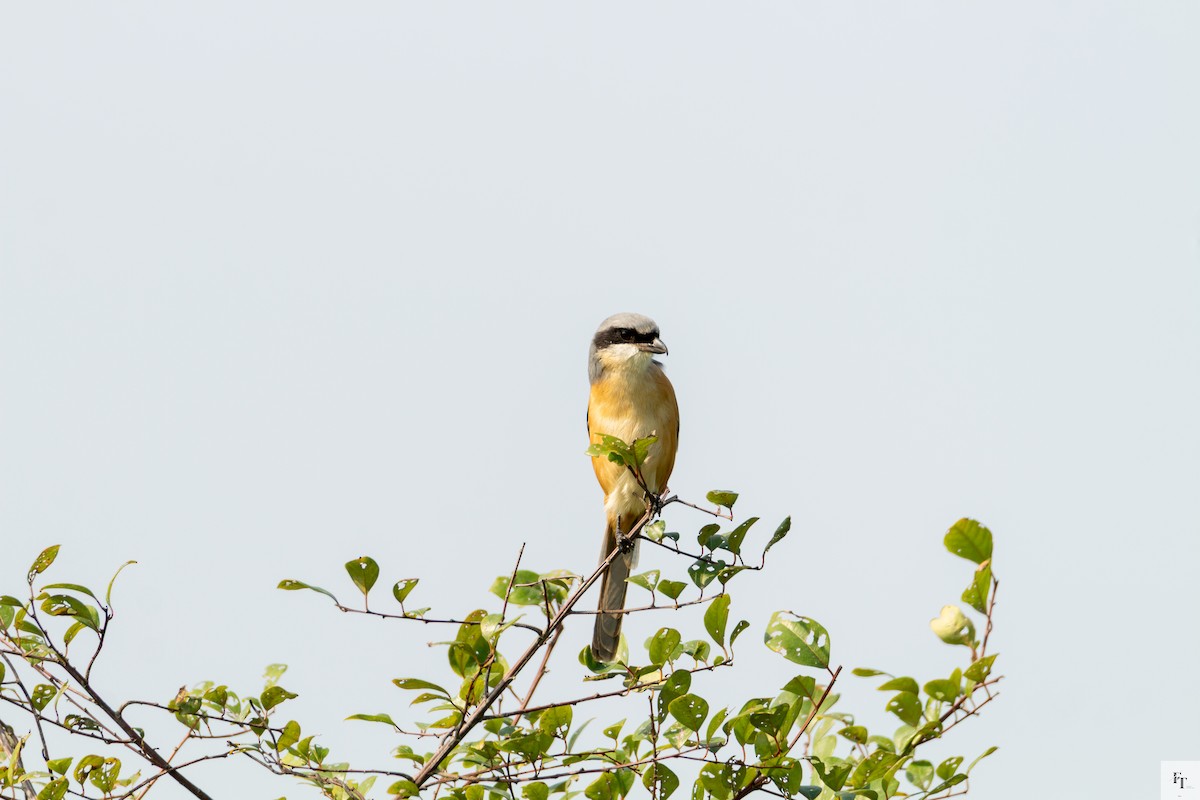 Gray-backed Shrike - ML646228679