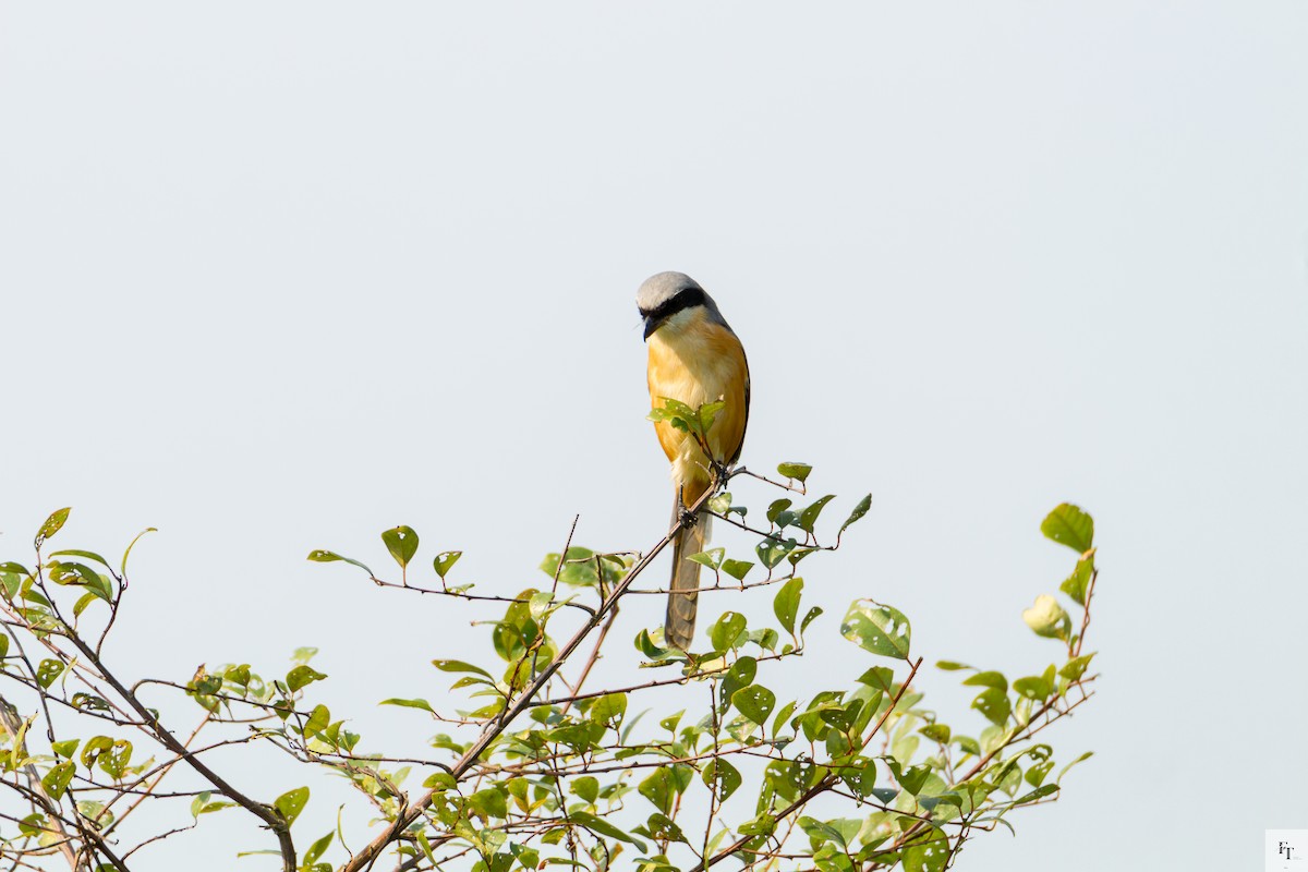 Gray-backed Shrike - ML646228680