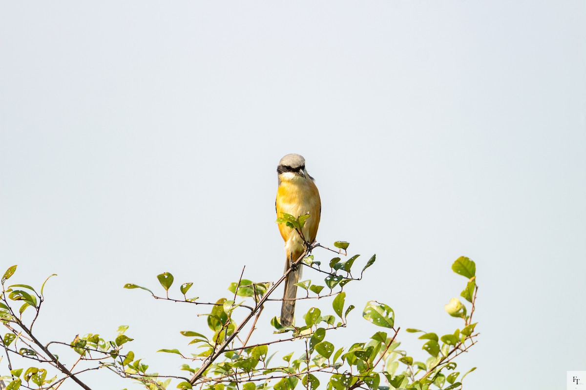 Gray-backed Shrike - ML646228681