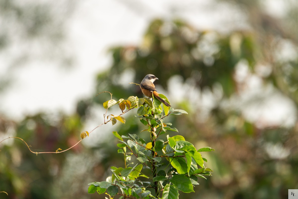 Gray-backed Shrike - ML646228682