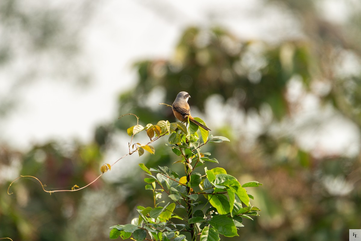 Gray-backed Shrike - ML646228683