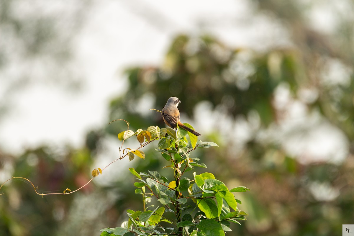 Gray-backed Shrike - ML646228684