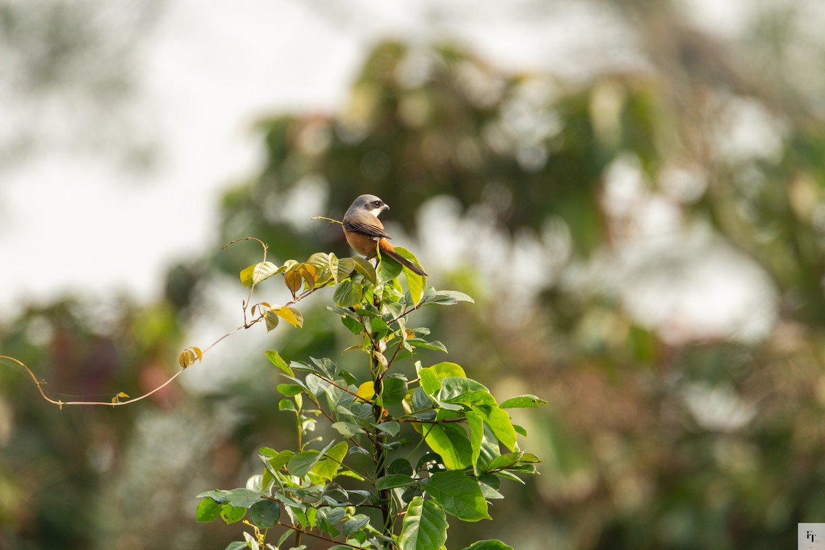 Gray-backed Shrike - ML646228685
