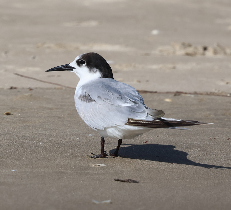 Common Tern - ML646228686