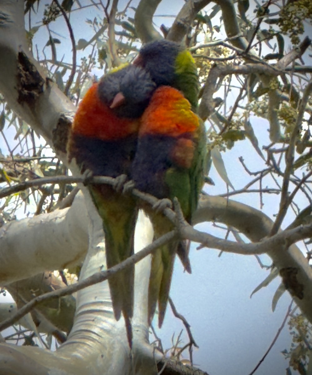 Rainbow Lorikeet - ML646228690