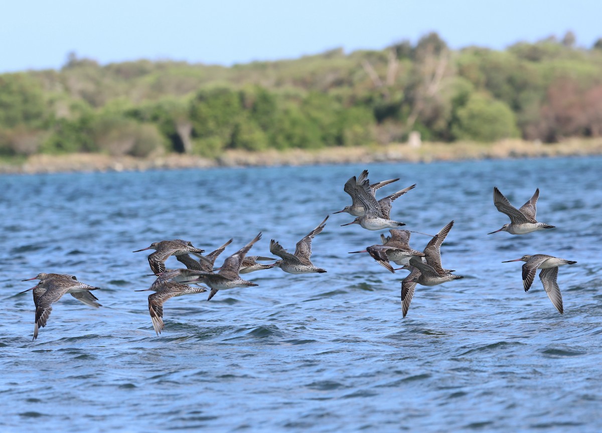 Bar-tailed Godwit - ML646228700
