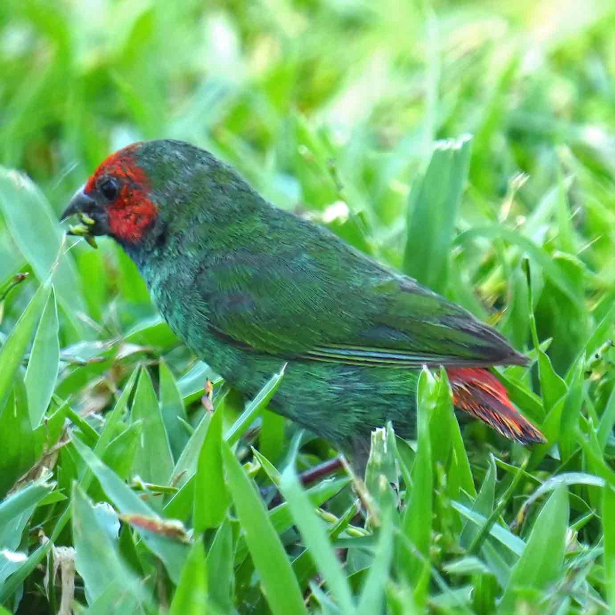 Fiji Parrotfinch - ML646228702