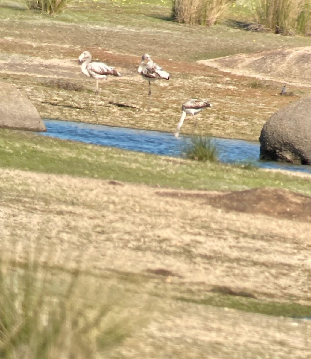 Greater Flamingo - ML646228704