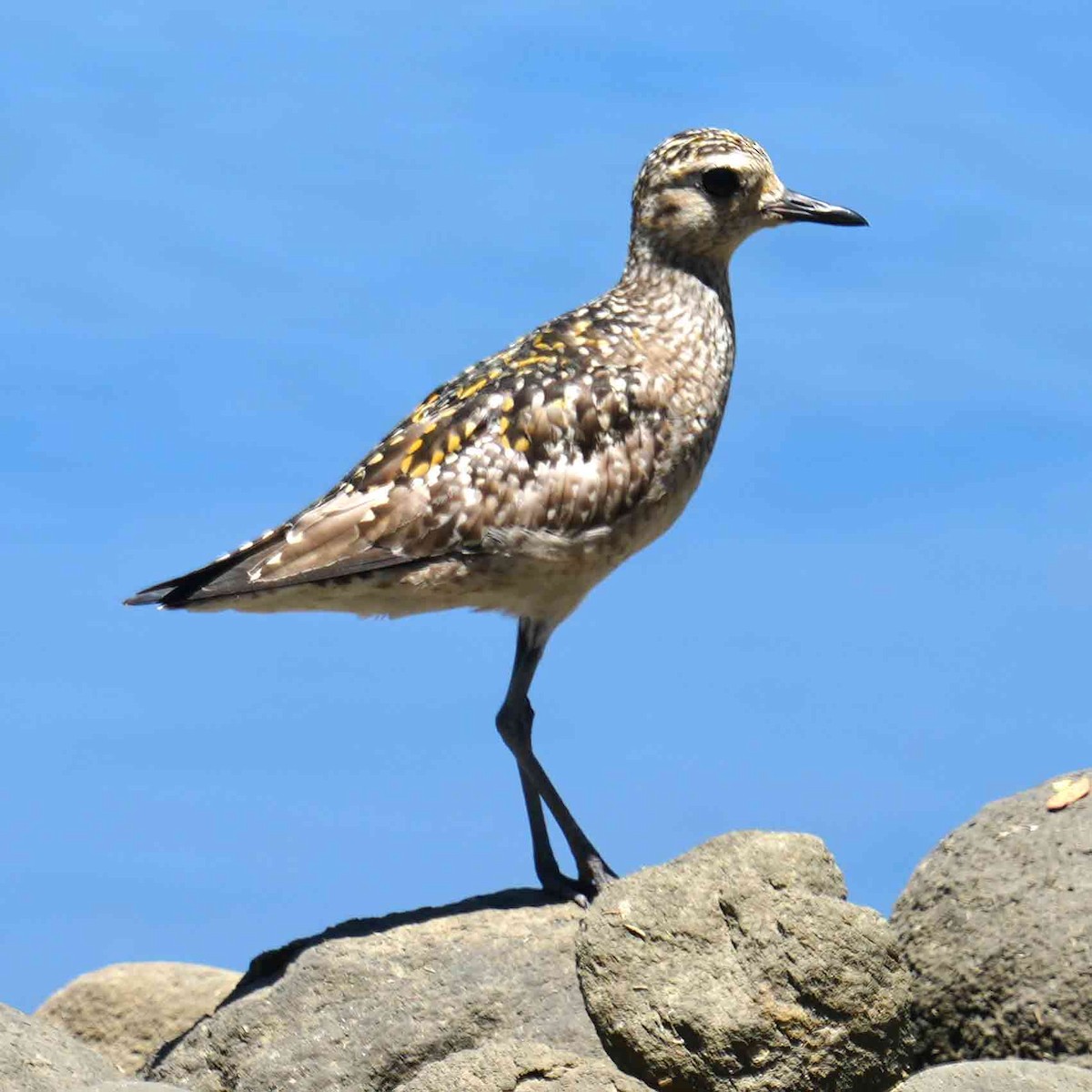 Pacific Golden-Plover - ML646228705