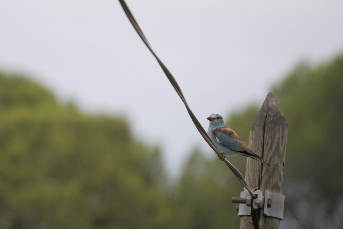 European Roller - ML646228708
