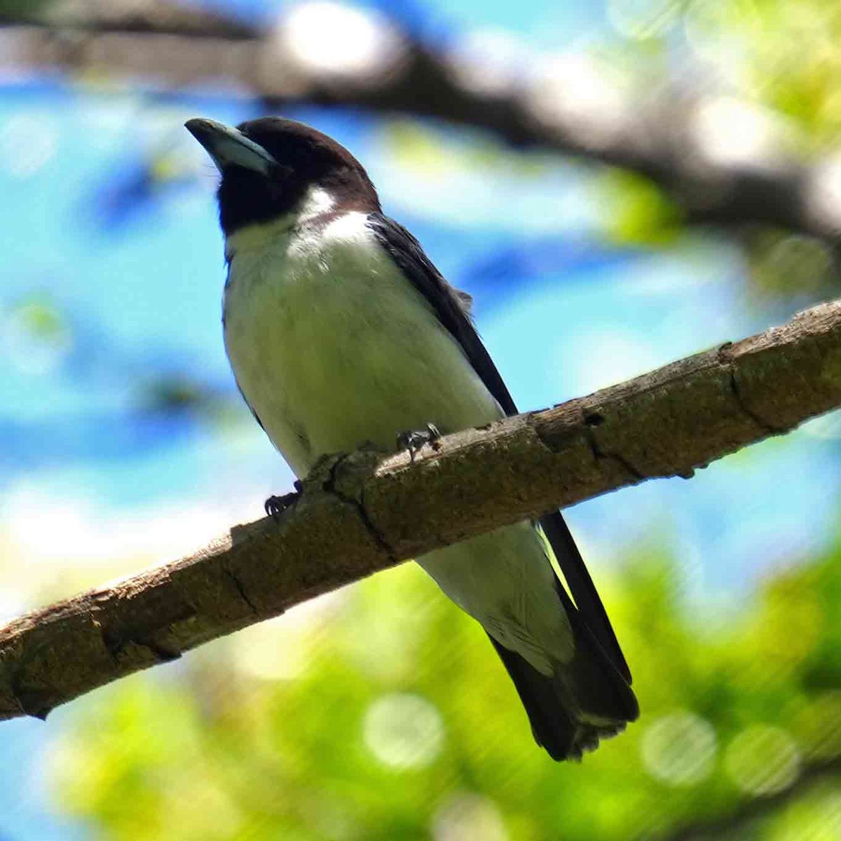 Fiji Woodswallow - ML646228713