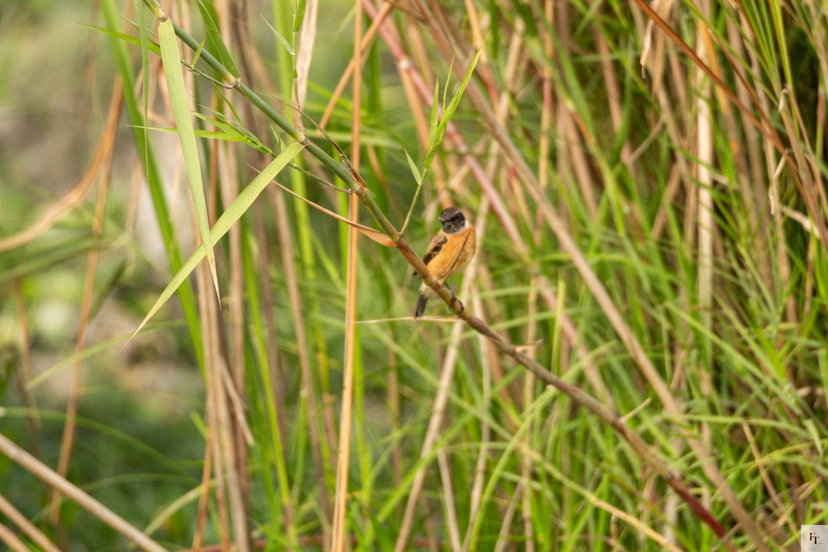 Siberian Stonechat - ML646228714