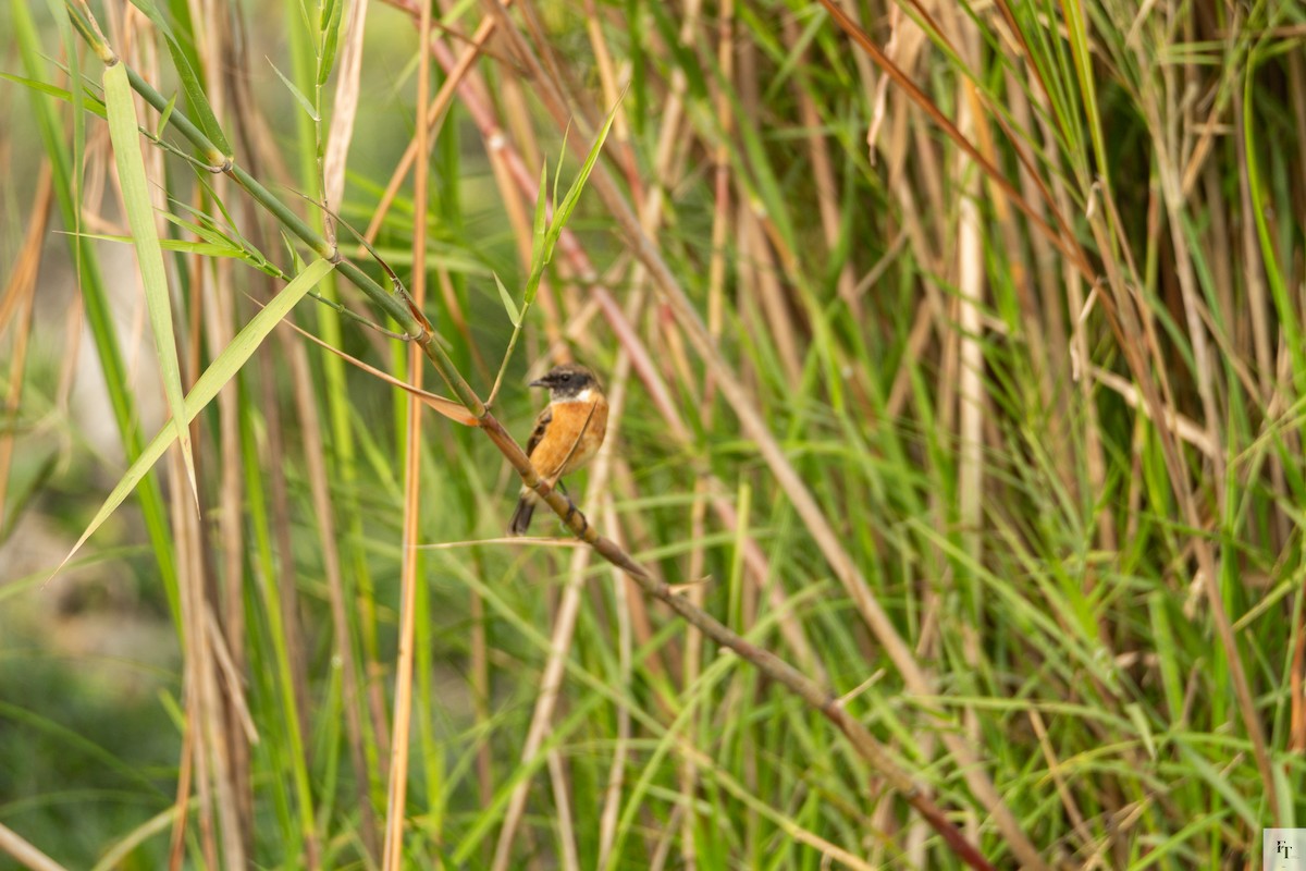 Siberian Stonechat - ML646228715