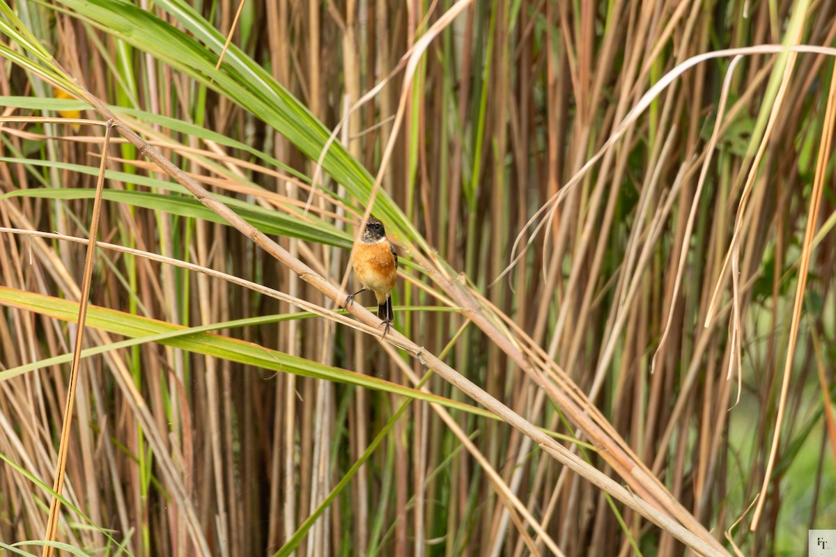 Siberian Stonechat - ML646228716