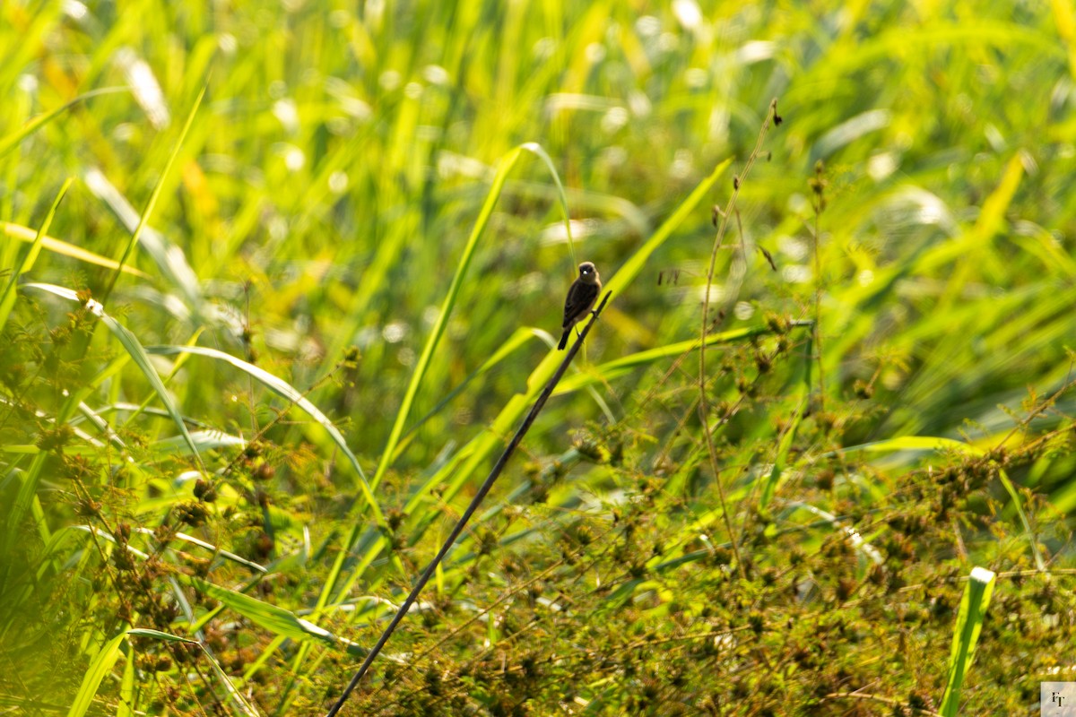 Siberian Stonechat - ML646228717
