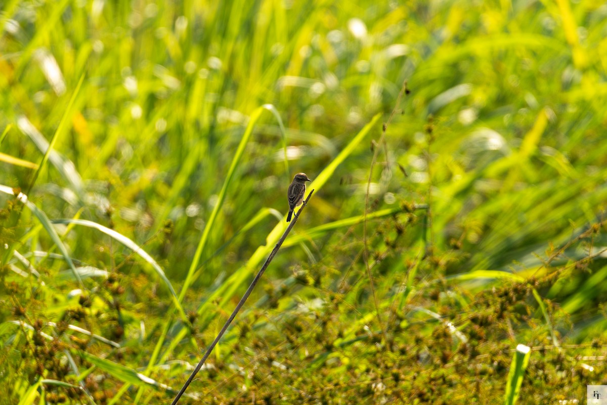 Siberian Stonechat - ML646228718