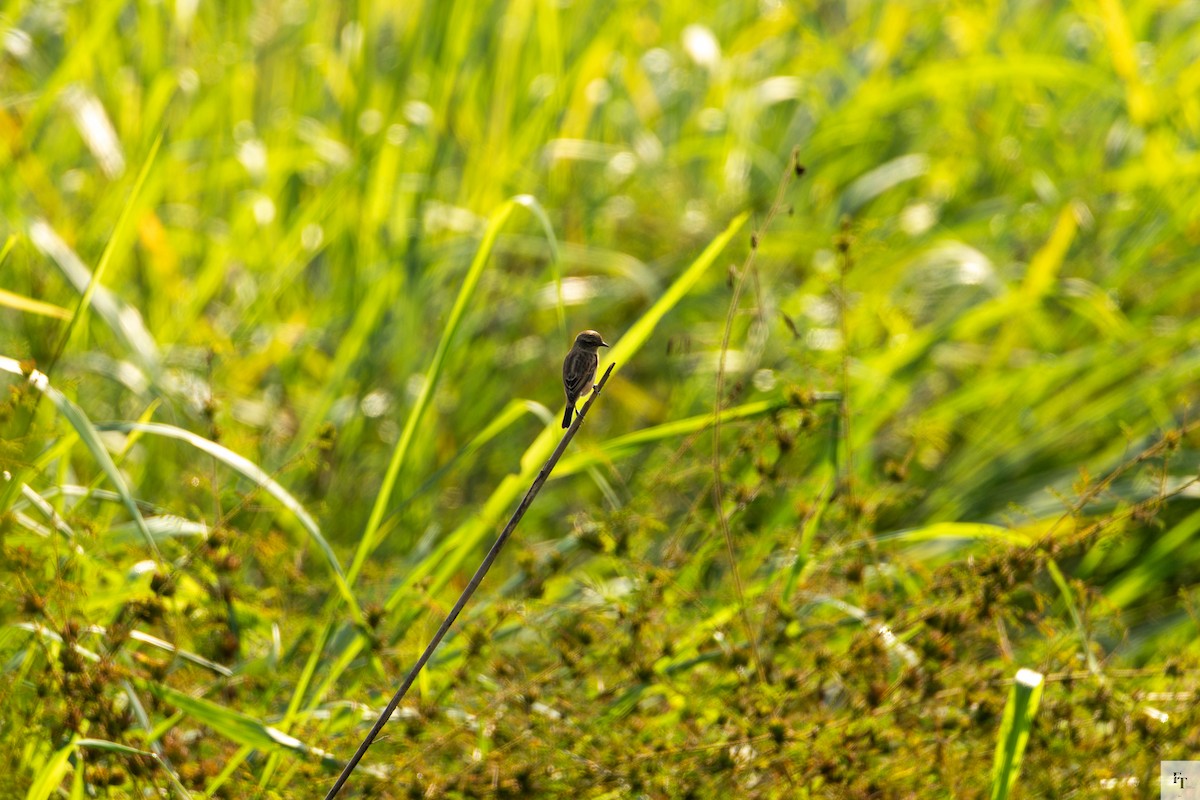 Siberian Stonechat - ML646228719