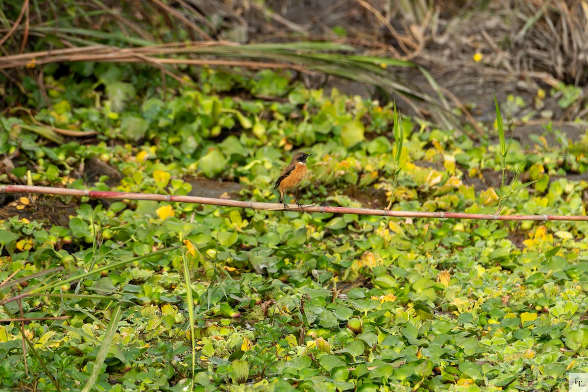 Siberian Stonechat - ML646228720