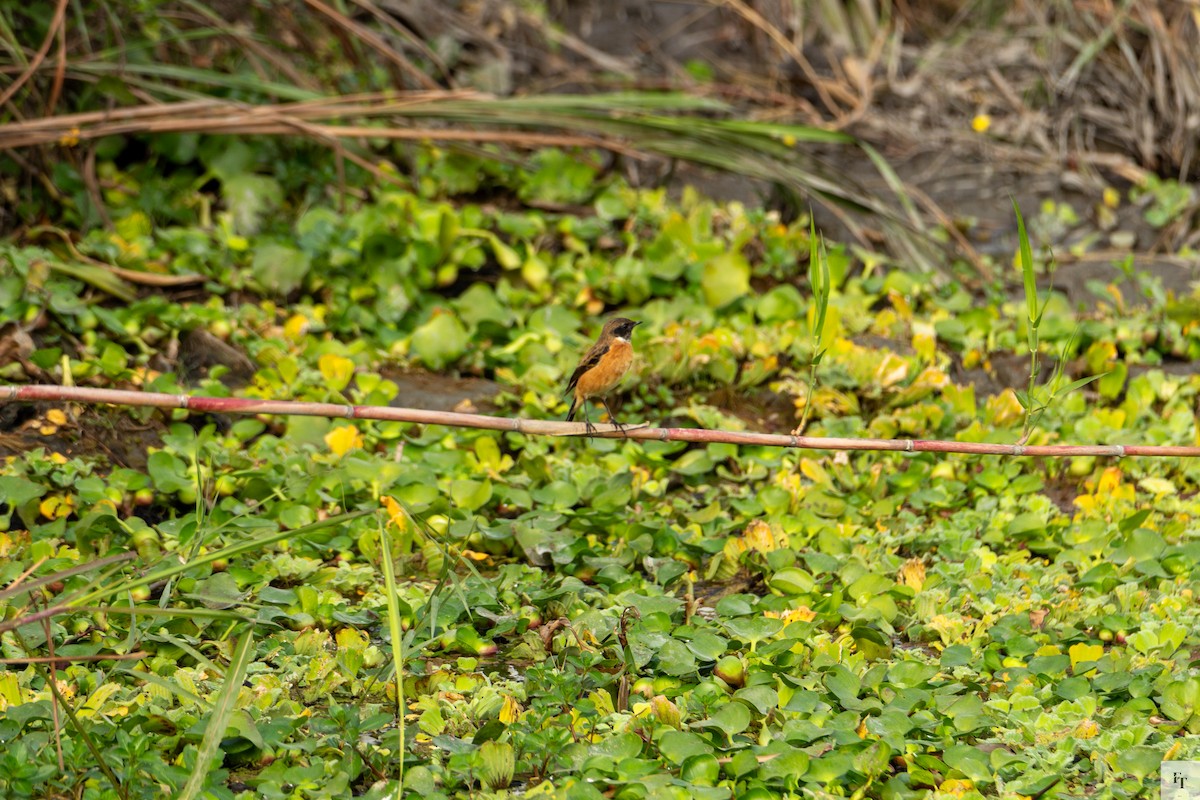 Siberian Stonechat - ML646228721