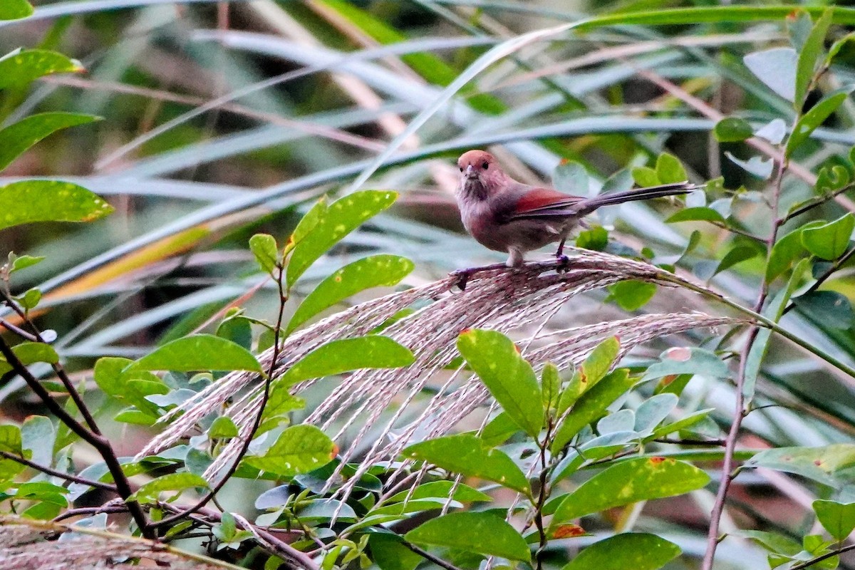 Braunkopf-Papageimeise - ML646228726