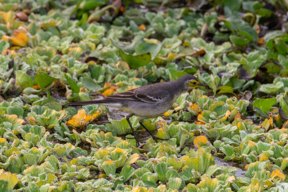 黃頭鶺鴒 - ML646228728