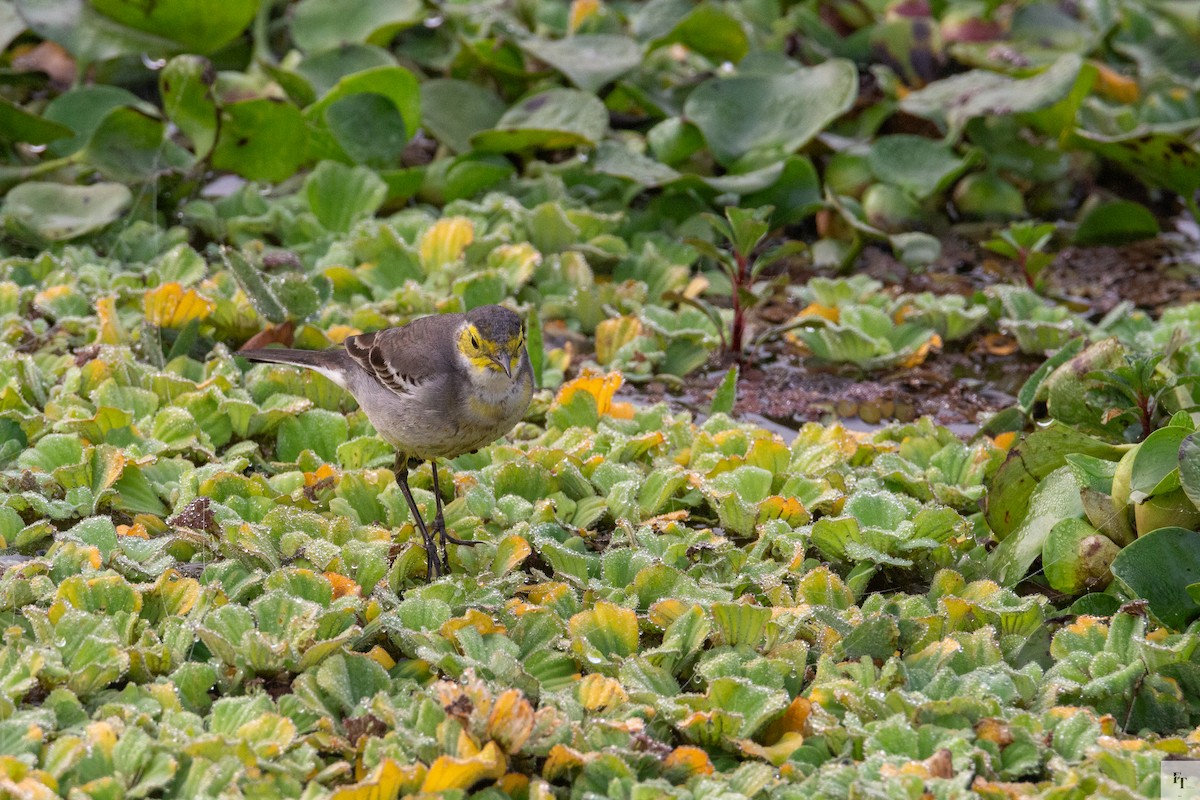 黃頭鶺鴒 - ML646228729