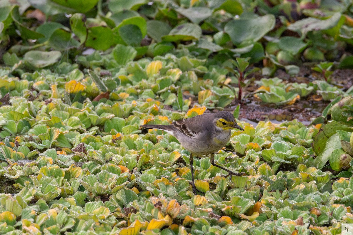 Citrine Wagtail - ML646228730