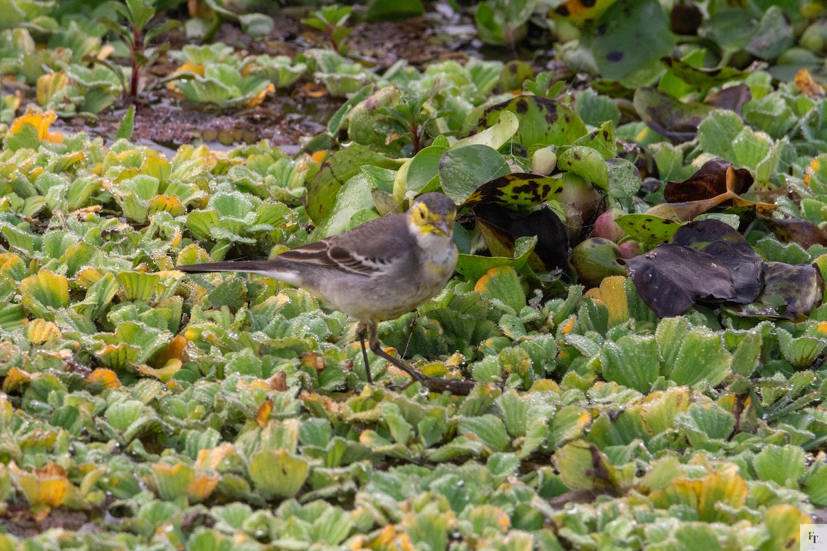 黃頭鶺鴒 - ML646228731