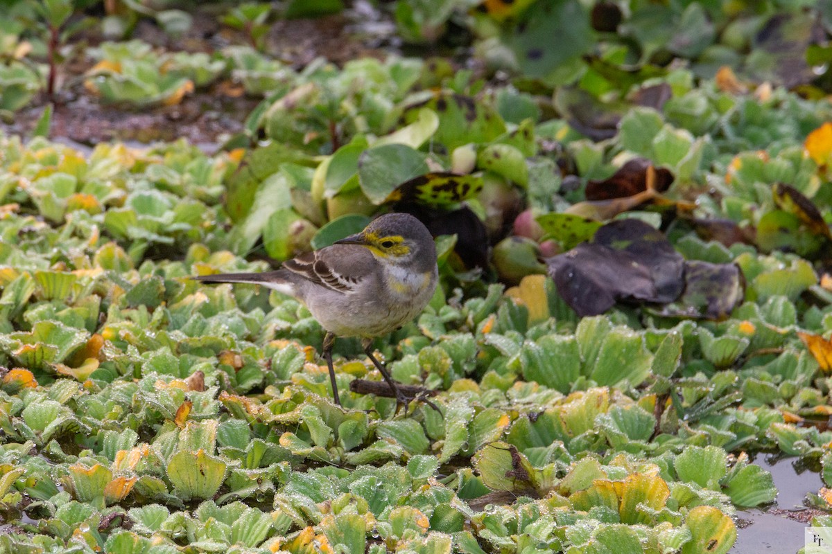 黃頭鶺鴒 - ML646228732