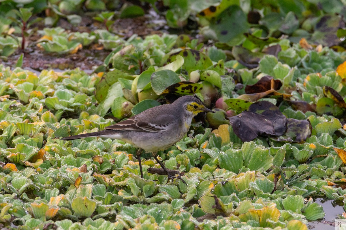 Citrine Wagtail - ML646228733