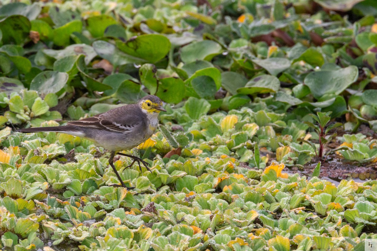 黃頭鶺鴒 - ML646228734