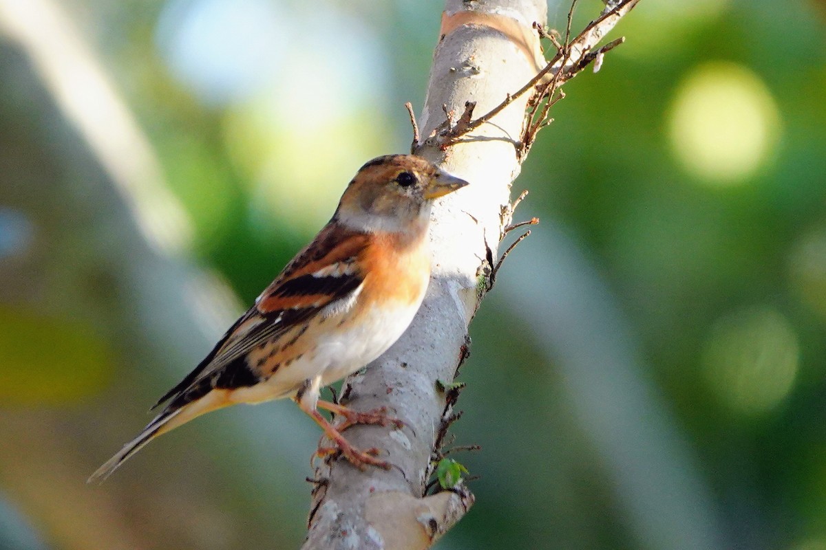 Bergfink - ML646228742