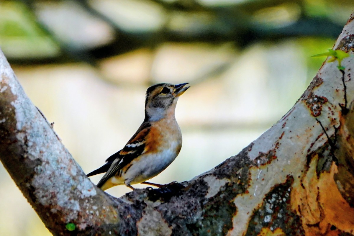 Bergfink - ML646228743