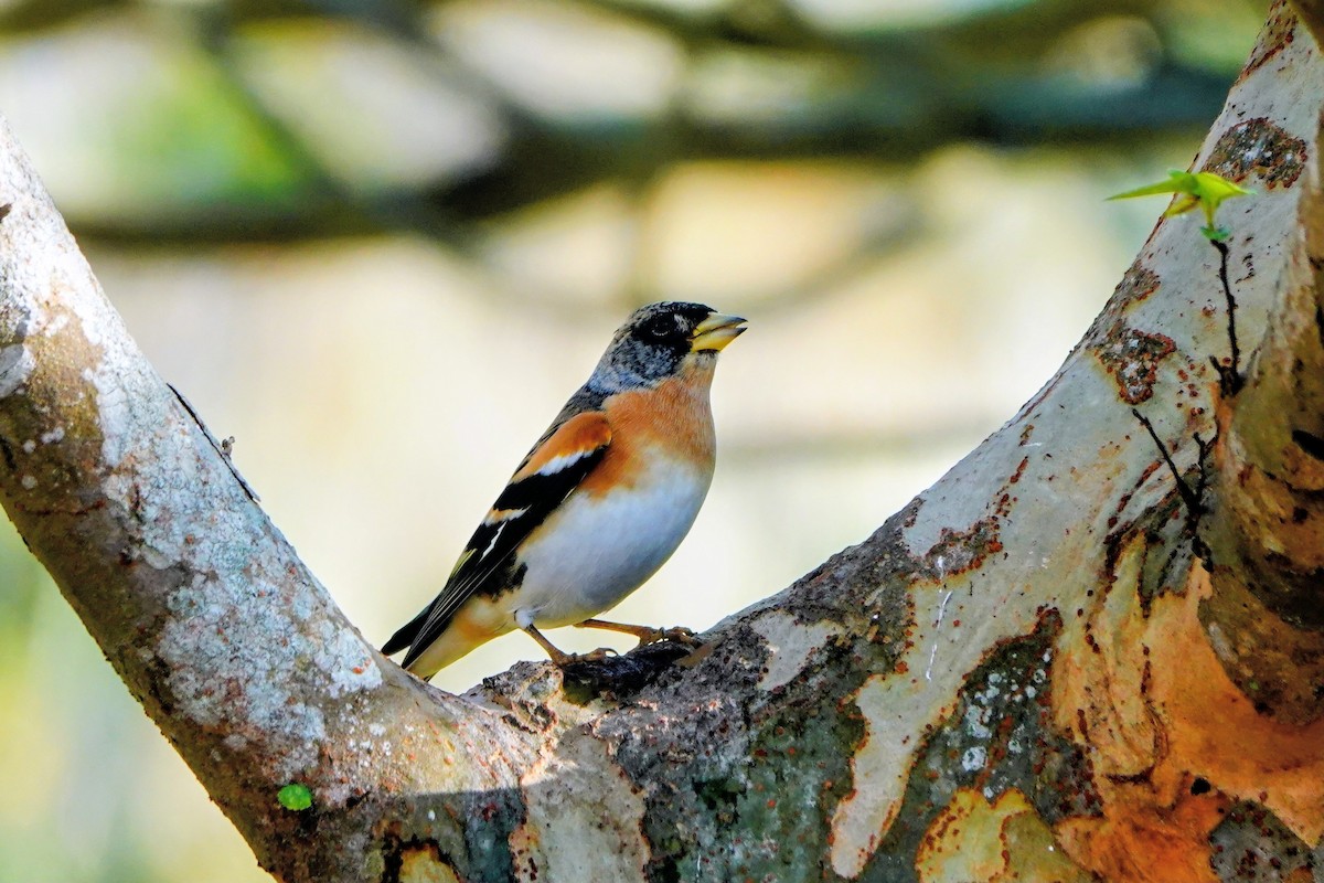 Bergfink - ML646228744