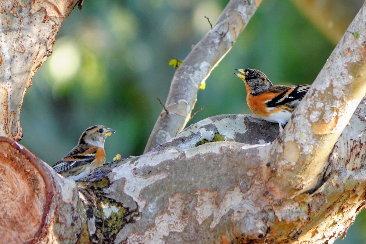 Brambling - ML646228745