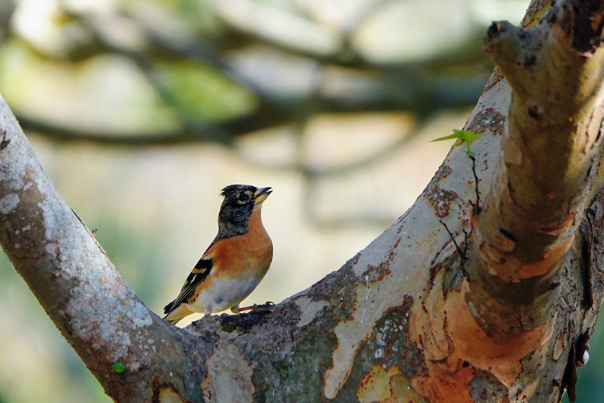 Brambling - ML646228747