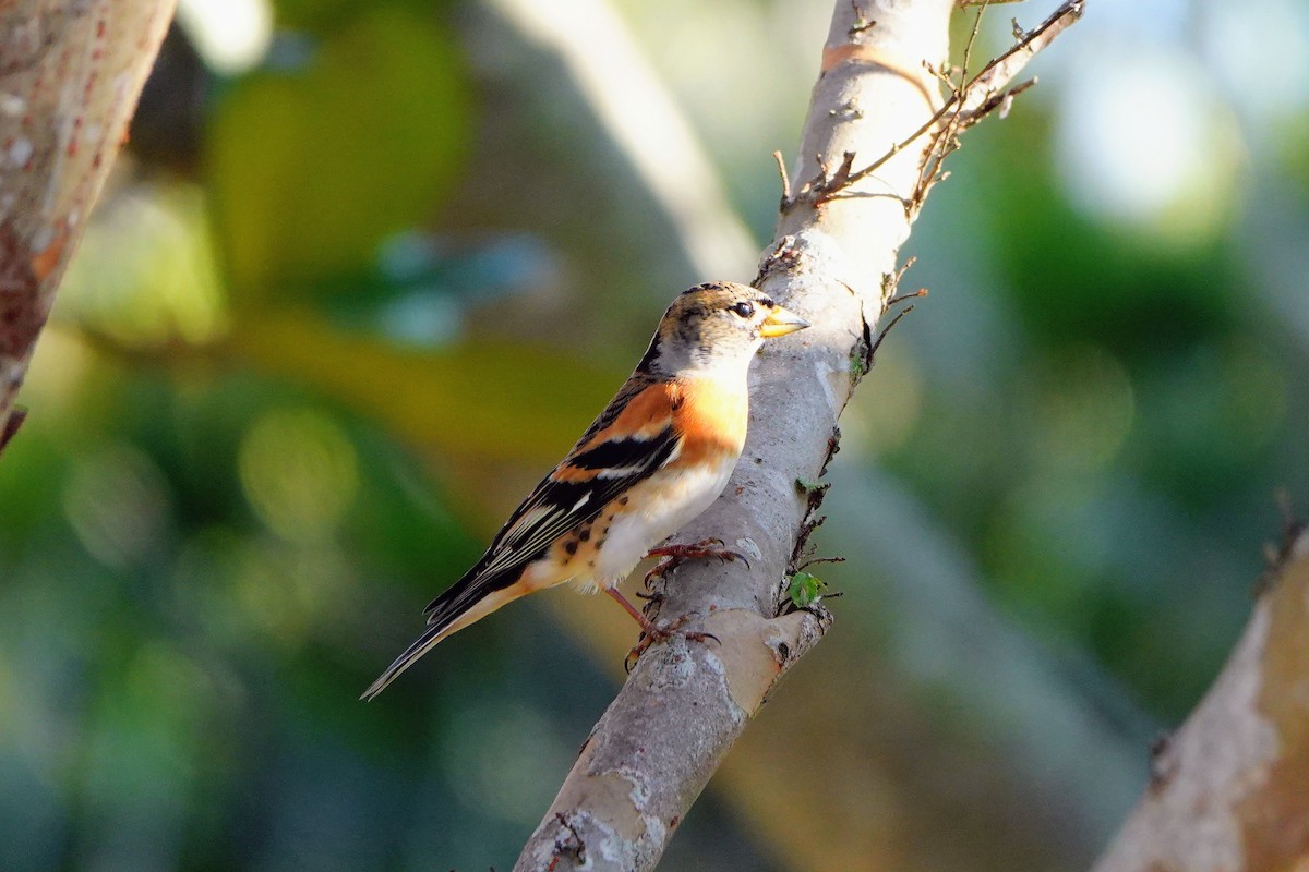 Brambling - ML646228749