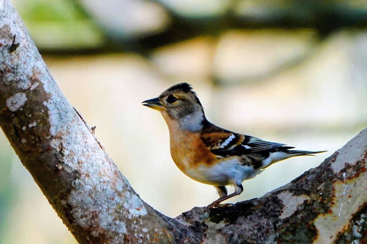 Brambling - ML646228750